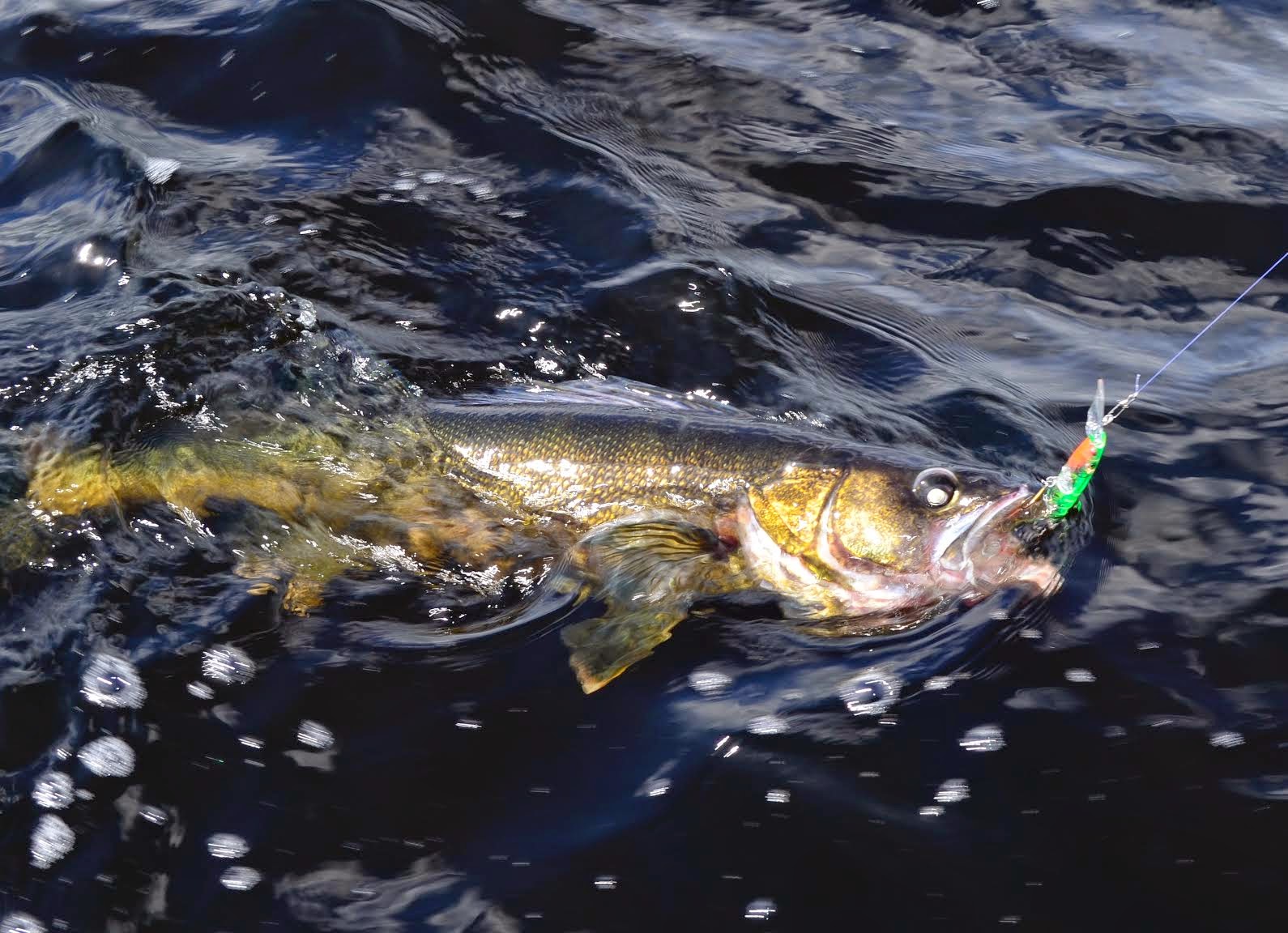Freshwater Trolling