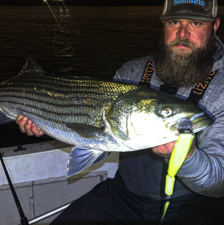 Striped Bass Best Rig For Beach Fishing Striper Fishing Best Bait