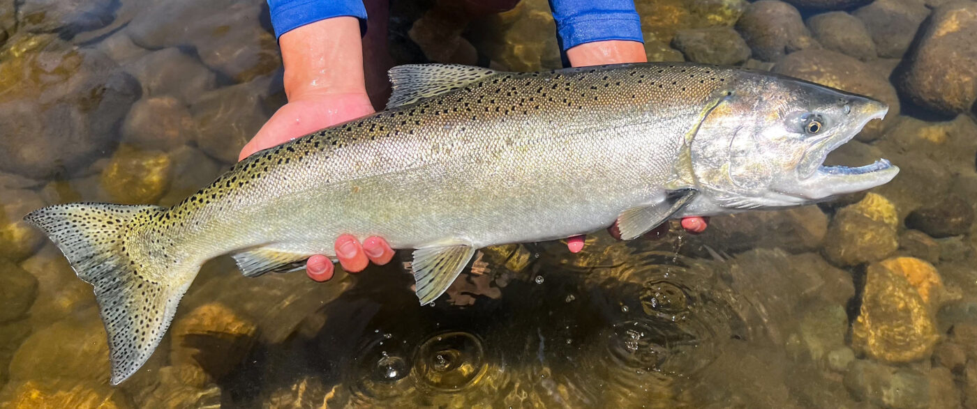 Salmon & Steelhead Lures
