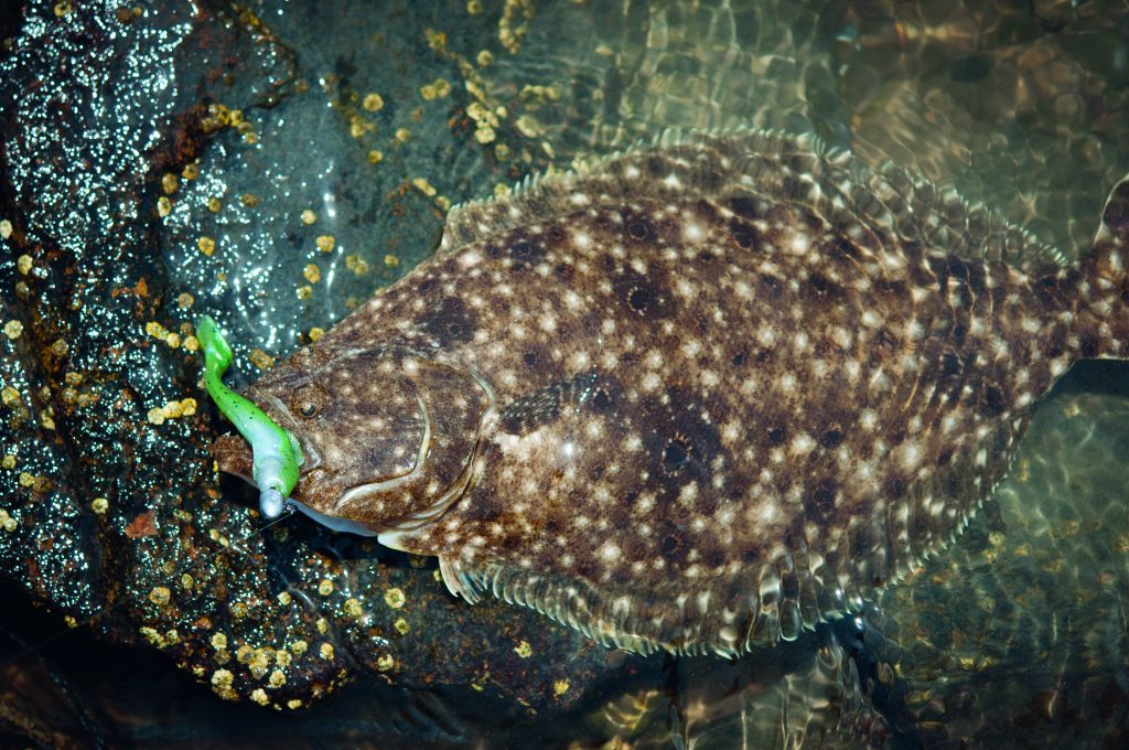 Fluke & Flounder Lures