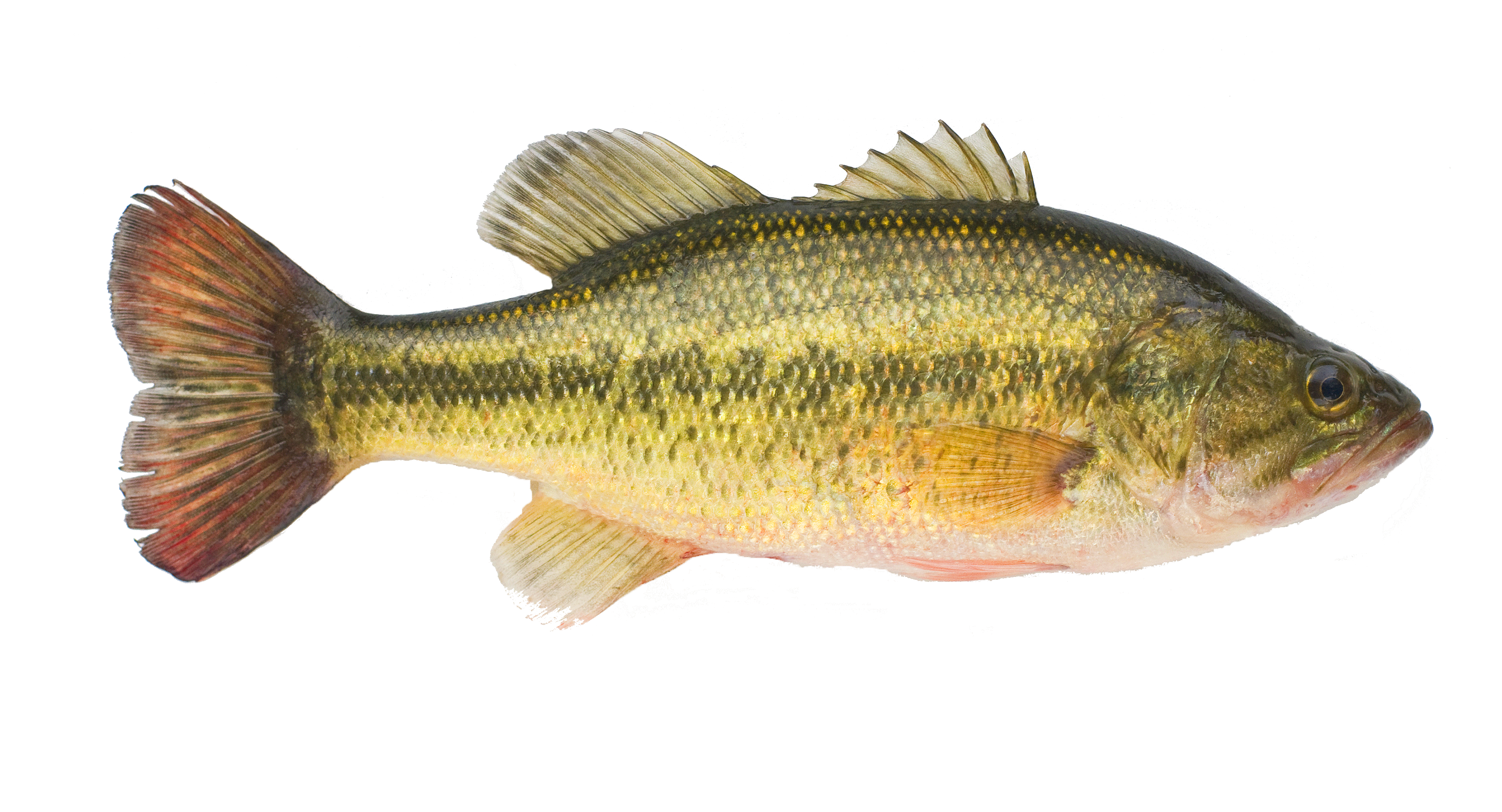 Bass Lures