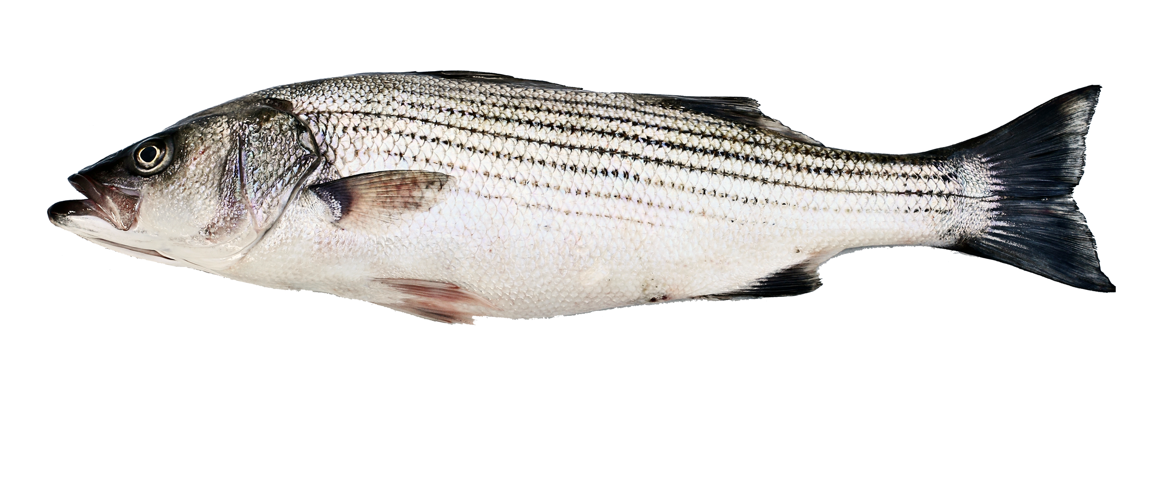 Striper & Bluefish Lures