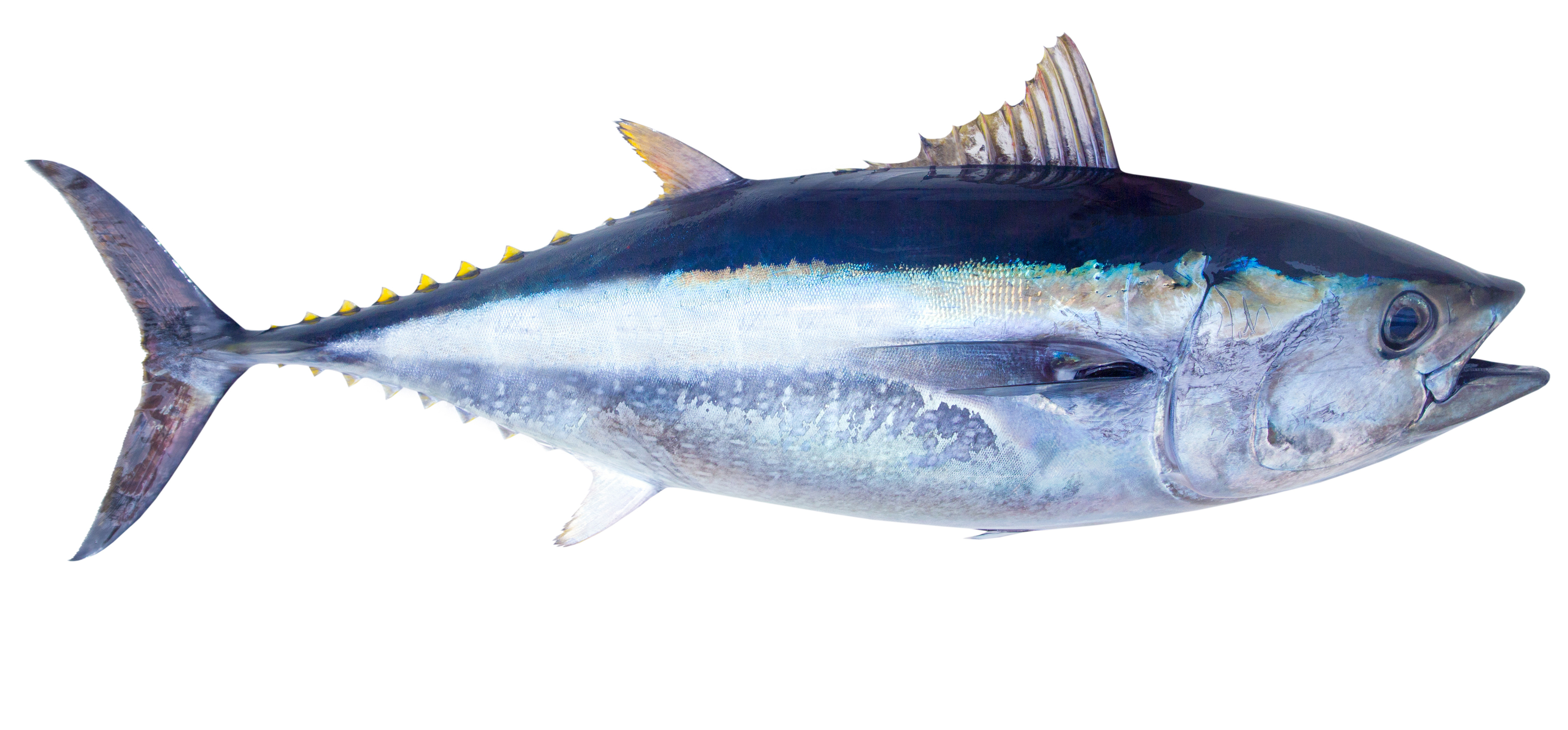 Tuna & Wahoo Lures  Fishermen's Source