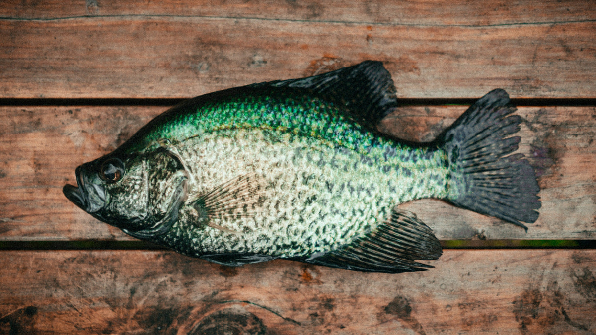 Panfish Lures