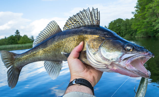 Walleye Lures