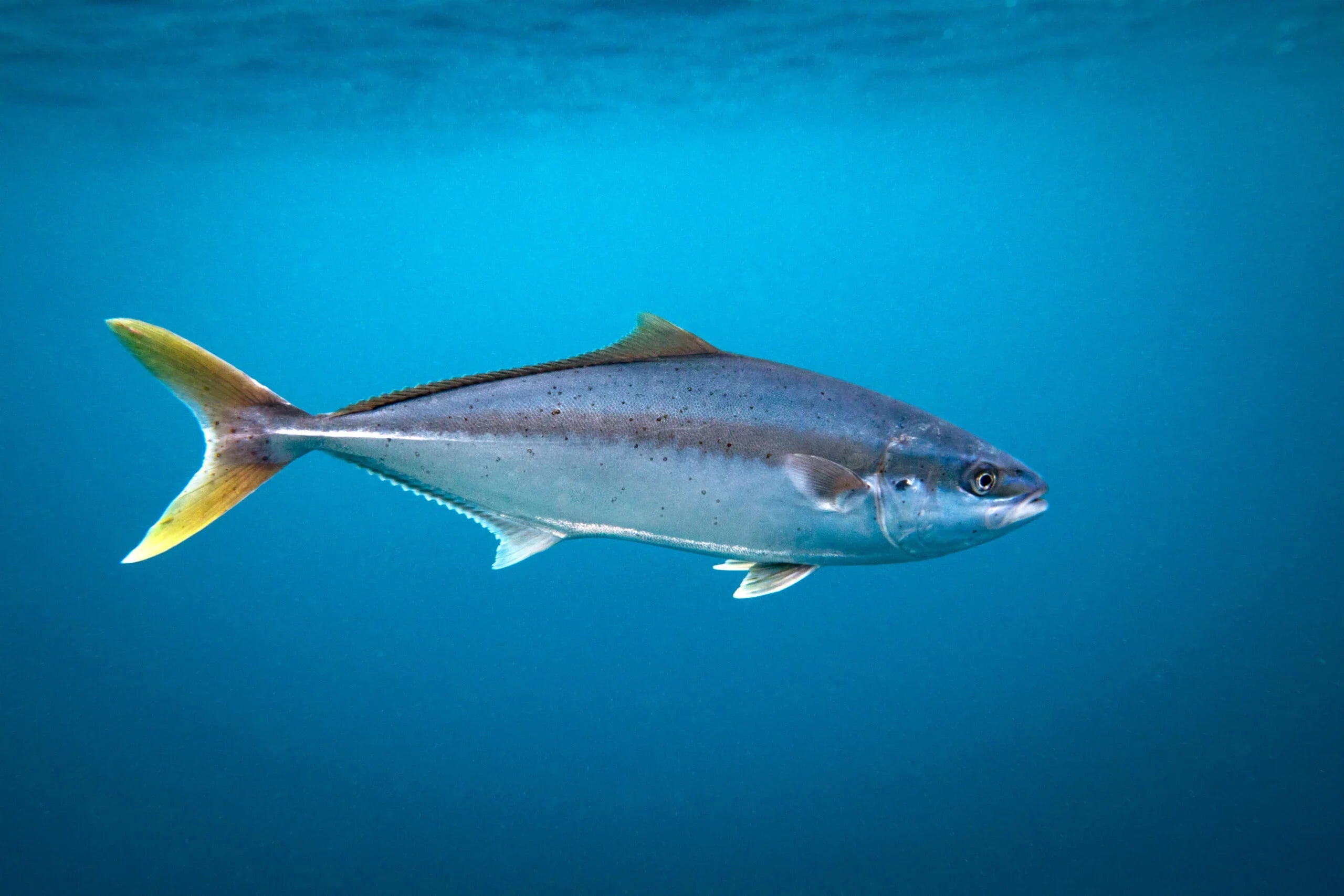 Yellowtail Lures