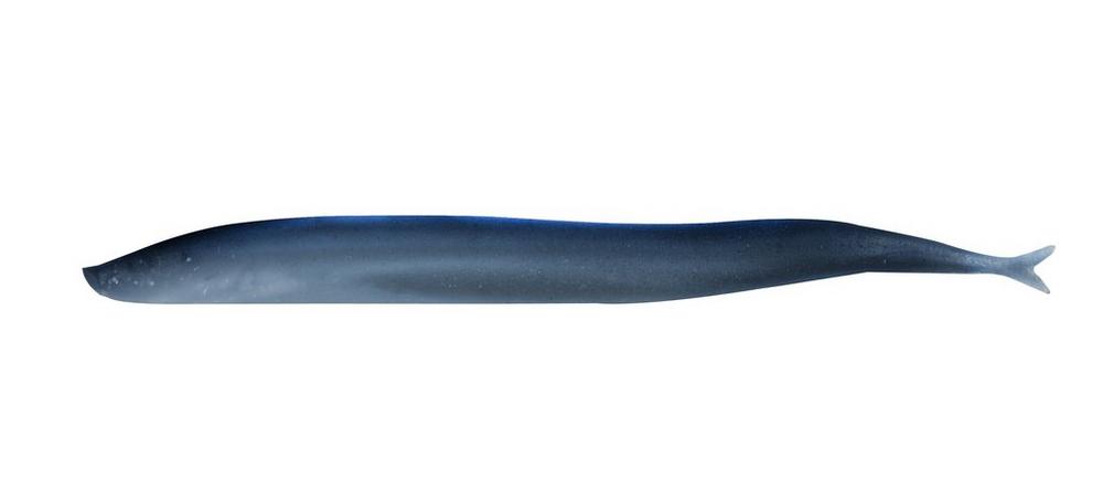 Berkley Gulp Sand Eel, 5", 6pk, Sapphire Shine