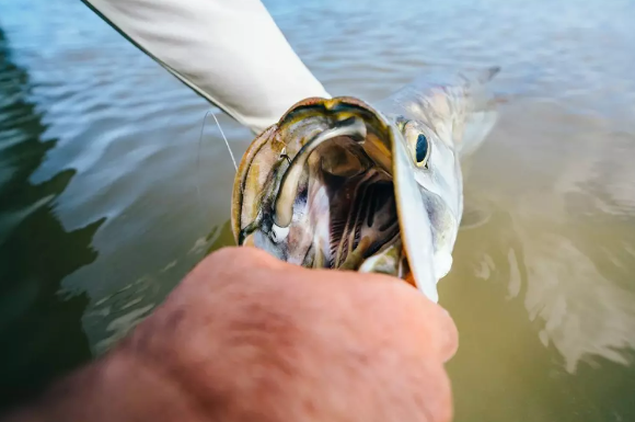 Berkley Gulp! Saltwater Paddleshad (6", 3pk)