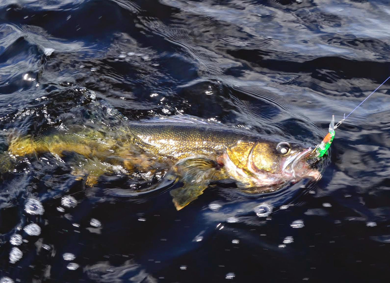 Everything You Need To Know About Trolling Fishing