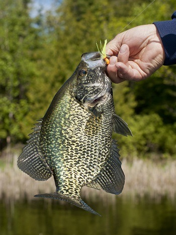 Simple Lures to Help You Catch More Crappie