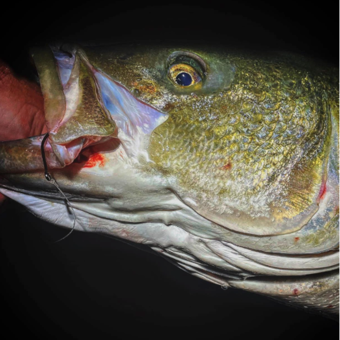 Ethically Targeting Striped Bass...by Nick Ciaris