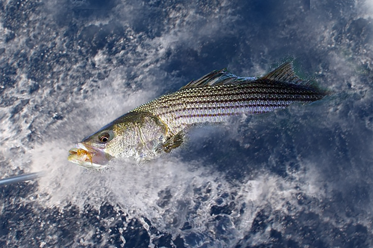  Striper & Bluefish Lures 