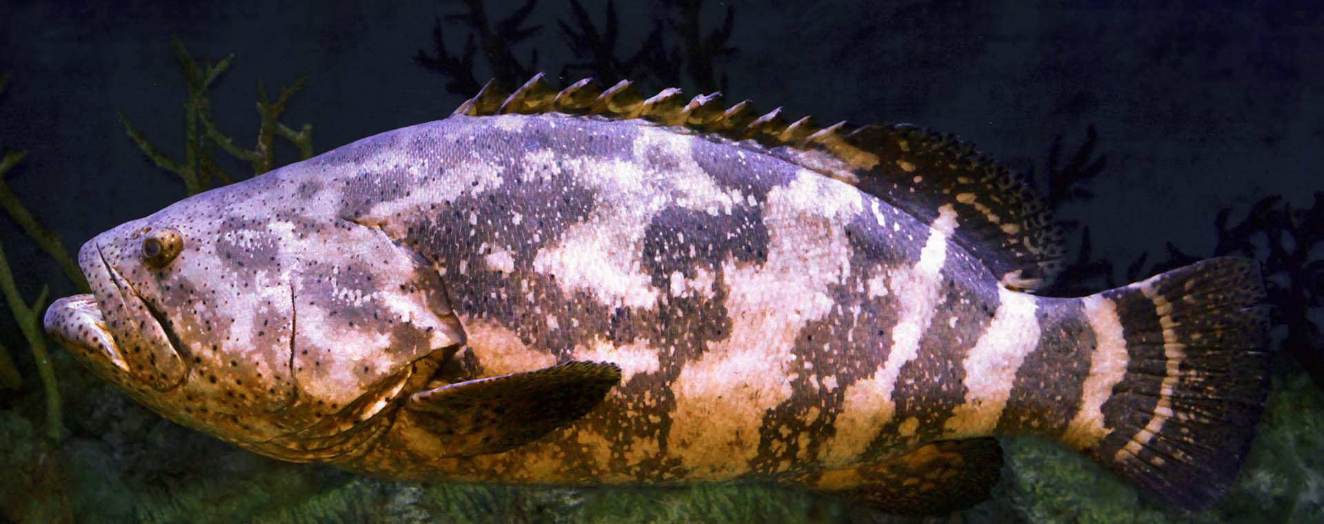 Grouper & Snapper Lures