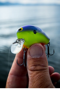 Freshwater-Topwater Lures