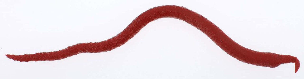 Berkley Gulp! Extruded Bloodworm, 6", 1.2oz, Bloody