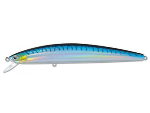 24 - Blue Mackerel / 6"