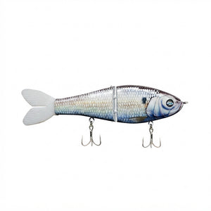American Shad